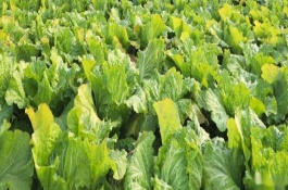 秋白菜包心变实的诀窍，发芽期通常不需要施肥