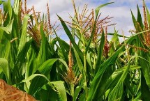 亚美甜糯530玉米栽培技术要点，该品种株型平展