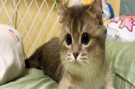 猫咪体外驱虫用什么药好，2月龄左右就可以进行体外驱虫了