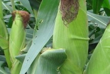宏硕2008玉米栽培技术要点，注意防治易感病害