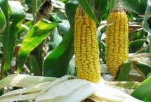 垦吉824玉米栽培技术要点，中等肥力以上地块栽培