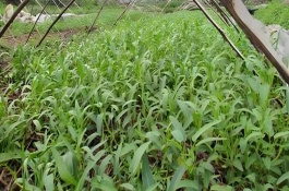 空心菜种植时间，一般在4月下旬-5月上旬种植