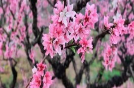 花卉开花的时间顺序，常见的有桃花、樱花、迎春花等