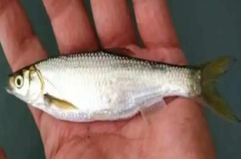 白条鱼的作钓技巧，腥饵还是香饵效果都很不错