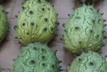 刺角瓜的种植方法，原产于非洲卡拉哈里沙漠