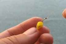 钓草鱼要用什么东西泡制玉米粒，可用蜂蜜、高度曲酒进行泡制