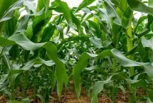 DF910玉米栽培技术要点，中抗大斑病
