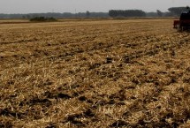 冬小麦如何进行早春管理，越冬期间要保暖防冻