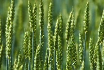 濮麦168小麦栽培技术要点，适宜播种期10月上中旬