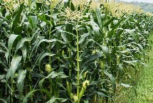 增信817玉米栽培技术要点，辽宁省春播生育期128天