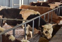 拉骨架饲料有什么作用，适合出生3个月的牛犊使用