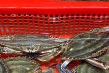 梭子蟹怎么挑，梭子蟹价格更贵