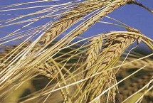 鄂麦572小麦栽培技术要点，重点防治纹枯病