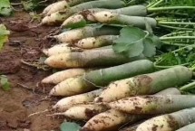 萝卜有哪几种类型，产地众多各有特点