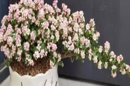雅乐之舞的花语是什么，可供观赏也有非常高的园林价值