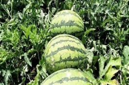 懒汉西瓜品种介绍，种植前需浸种