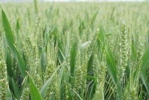 烟农33小麦栽培技术要点，中抗条锈病