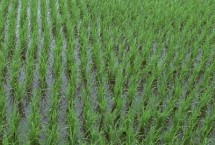 邦两优郁香水稻栽培技术要点，全生育期早稻130.0天