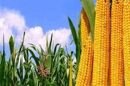 艾农7号玉米品种产量表现，平均生育期131天左右