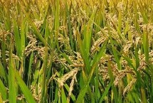 旌优7863水稻栽培技术要点，每亩有效穗数16.9万