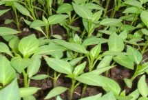 泡椒的种植前景，幼苗规格会影响市场售价