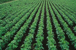 龙垦310大豆栽培技术要点，选择中等肥力地块种植