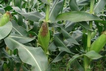 勋单601玉米栽培技术要点，播种时要求土壤细碎