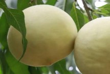 哪里可以买到都昌大白桃树苗，突出的特点就是白肉