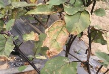 茄子哪个季节成熟，选用耐病品种