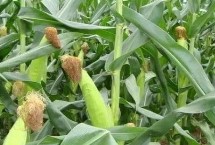 景阳336玉米栽培技术要点，4月中上旬播种