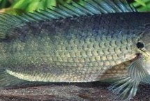 攀鲈鱼好不好吃，口感较好且富含营养