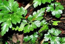 黄连和胡黄连有什么区别，二者的根茎明显不同