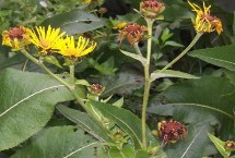 病虫防治，可用种子繁殖或分根栽培