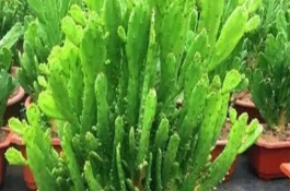 千手观音仙人掌开花所需时间，一般需要3年才能看到花朵