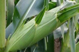 诚玉339玉米栽培技术要点，防治地下害虫