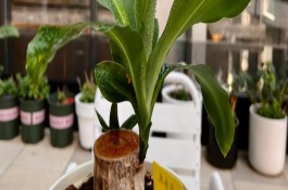 盆栽巴西木要注意什么，要将其搬到室内温暖的环境下养护