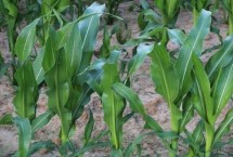 高康9号玉米栽培技术要点，两年区试平均生育期127天