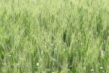 涡麦33小麦栽培技术要点，中抗叶锈病