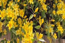 金钩吻的花期在几月，花期在9-10月份