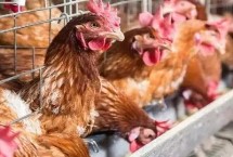 蛋鸡产蛋率下降的原因，增喂预混料有助恢复