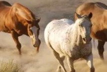 马在哪个季节繁殖，通过胎生的方法进行繁殖