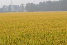 荃优银泰香占水稻栽培技术要点，全生育期早稻126.7天