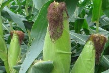 景甜28玉米栽培技术要点，中抗纹枯病