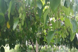 种植技术，一般采用硬枝扦插方法进行育苗