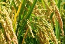 粮食农作物可以分为哪三类，不同地区的主要作物不同