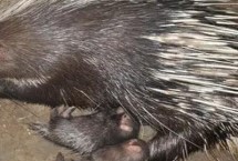 豪猪养殖技术难在哪里，种猪要避免近亲交配