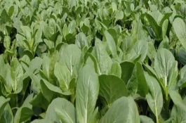 怎么预防蔬菜连作，可能导致病虫害加重或土壤次生盐渍化等