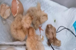 刚破壳的小鸡如何处理，可以用加湿机提高鸡舍内湿度