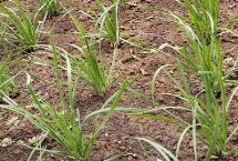 韭菜移栽时间，温度很关键