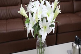 马蹄莲与粉百合可以插一起吗，应及时修剪并加强光照等